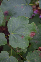 Acer opalus obtusatum