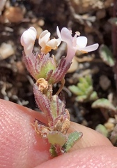 Pseudoselago prostrata