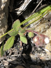 Pseudoselago prostrata