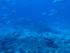 Epinephelidae