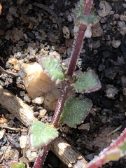 Pseudoselago prostrata