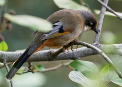 Trochalopteron variegatum