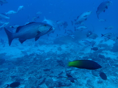 Halichoeres prosopeion