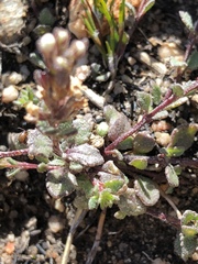 Pseudoselago prostrata