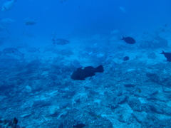 Epinephelus maculatus