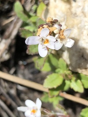 Pseudoselago prostrata