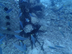 Epinephelus maculatus