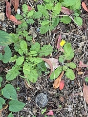 Angiospermae