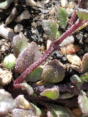 Pseudoselago prostrata