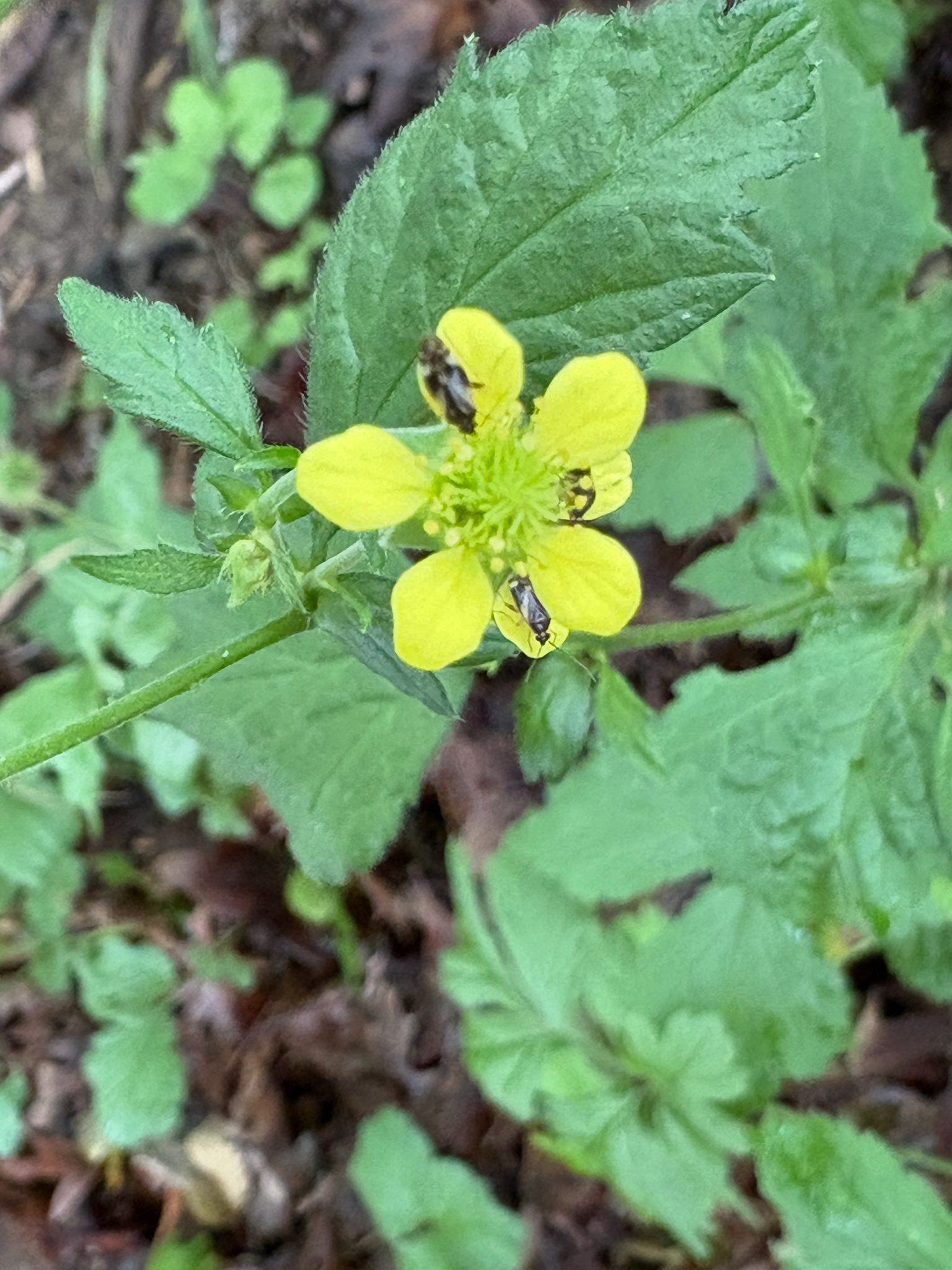 Catling's Avens (Geum ×)