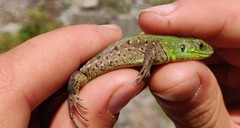 Lacerta agilis grusinica