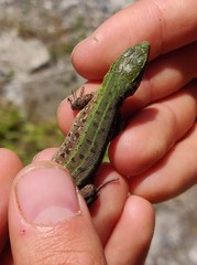 Lacerta agilis grusinica
