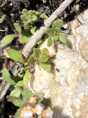 Pseudoselago prostrata
