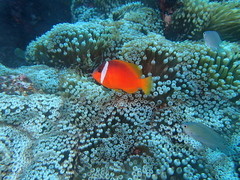 Amphiprion barberi