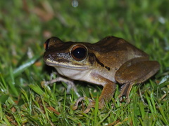 Polypedates megacephalus