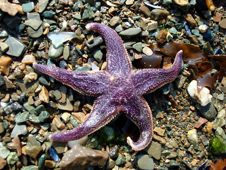 Asterias rathbuni