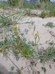 Bulbine annua