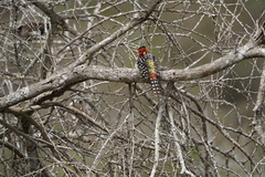 Trachyphonus erythrocephalus