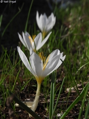 Crocus aleppicus