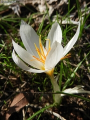 Crocus aleppicus