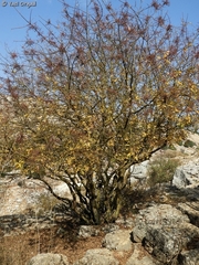 Pistacia terebinthus palaestina