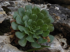 Rosularia lineata