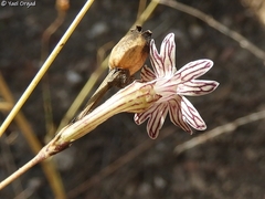 Silene reinwardtii