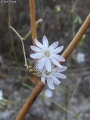 Silene reinwardtii