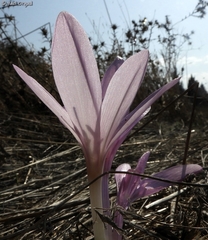 Colchicum hierosolymitanum