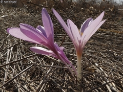 Colchicum hierosolymitanum