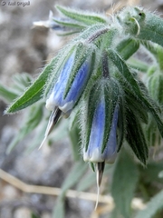 Podonosma orientalis