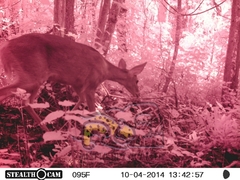 Odocoileus virginianus sinaloae