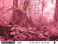 Odocoileus virginianus sinaloae