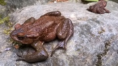 Bufo verrucosissimus