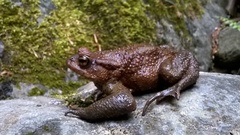 Bufo verrucosissimus
