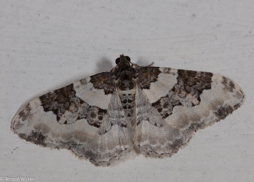 Protorhoe unicata