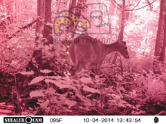 Odocoileus virginianus sinaloae