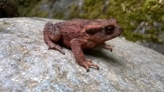 Bufo verrucosissimus