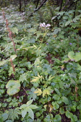 Achillea macrophylla