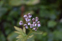 Achillea macrophylla