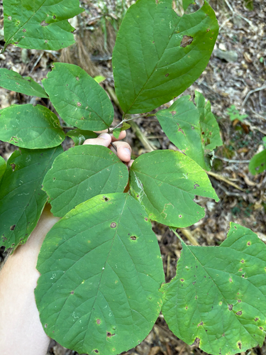 Bigleaf Snowbell (Styrax grandifolius)