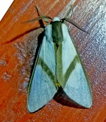 Turuptiana