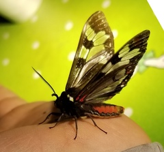 Dysschema marginalis