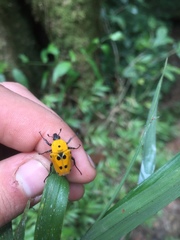 Epixanthis novempunctata