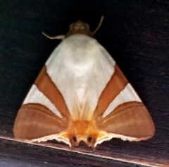 Eulepidotis rectimargo