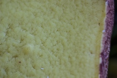 Butyriboletus persolidus