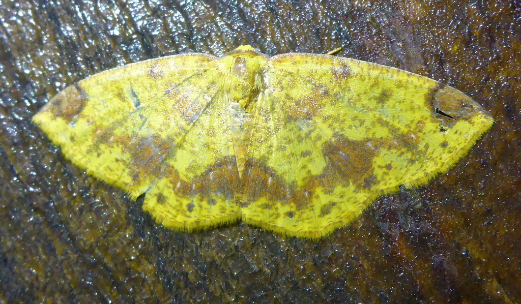 Periclina merana