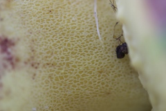 Butyriboletus persolidus