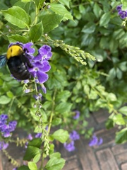 Xylocopa minor