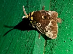 Megalopyge albicollis